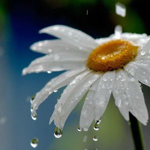 Meet your Posher, Trish